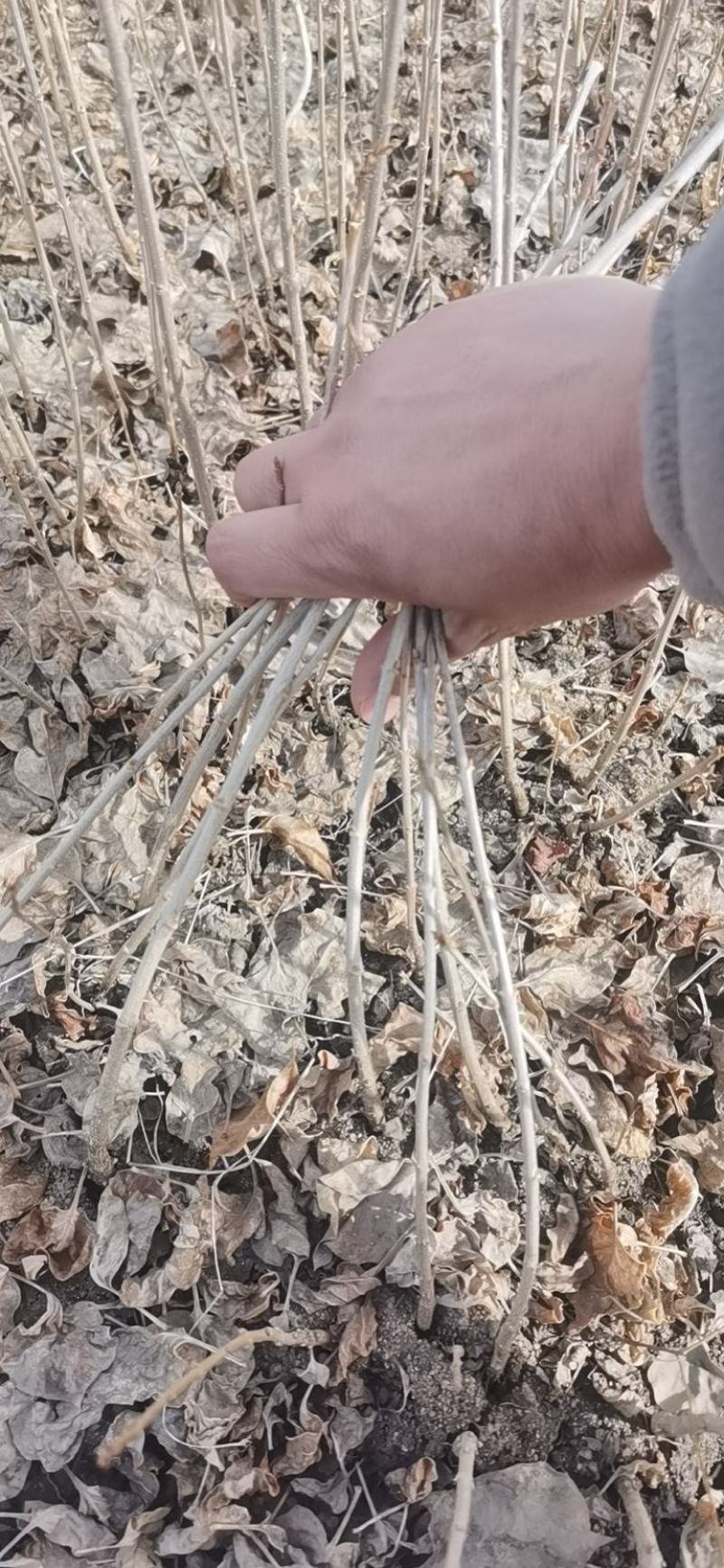 水腊小苗