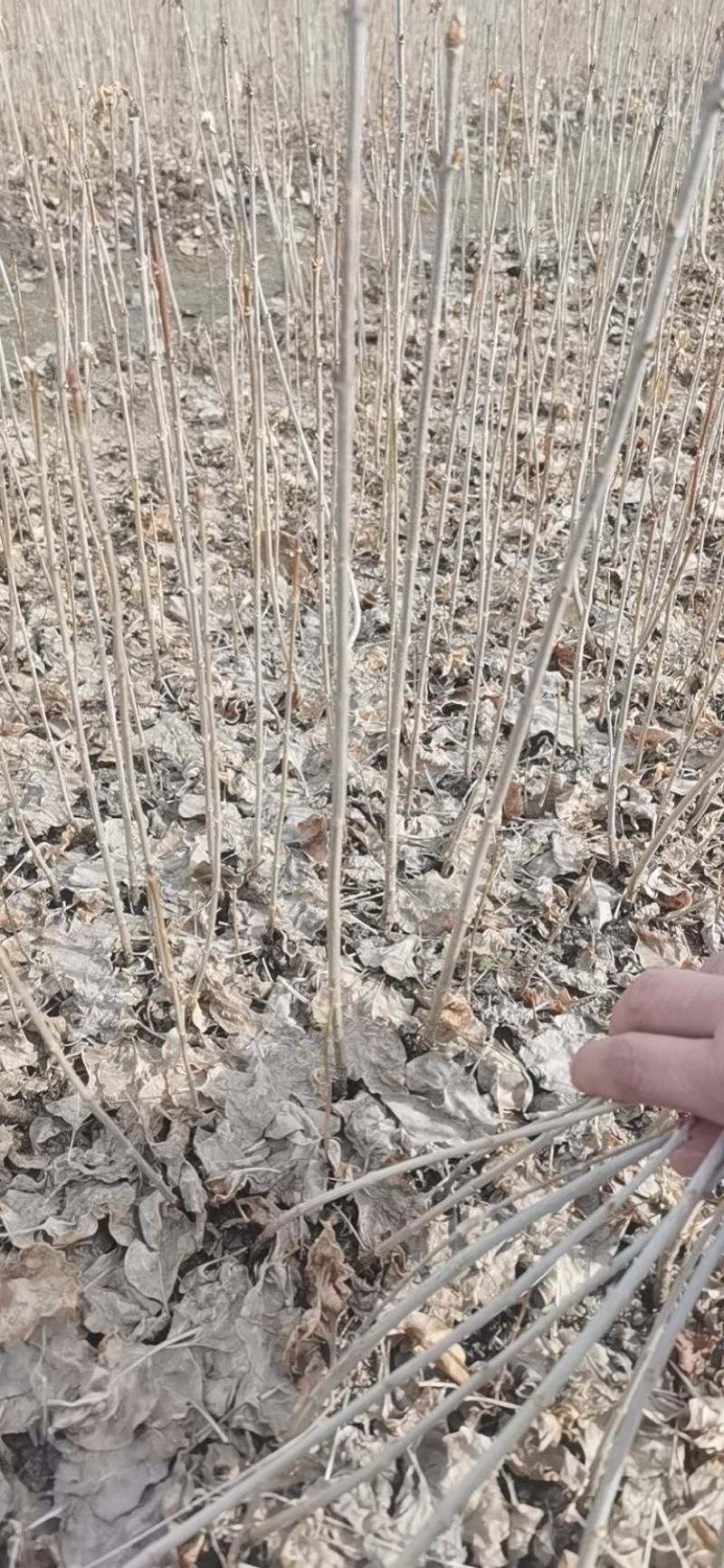 水腊小苗