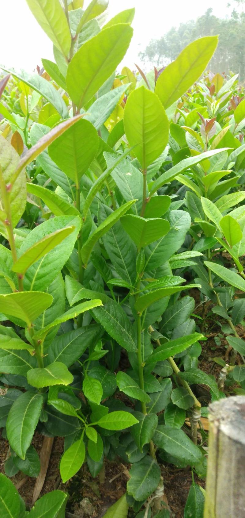 台湾子弹头柠檬苗