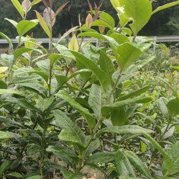 台湾子弹头柠檬苗