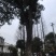 73公分香樟树