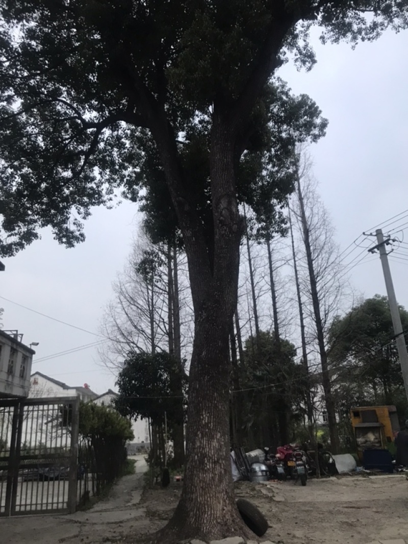 73公分香樟树