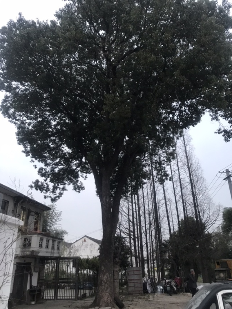 73公分香樟树