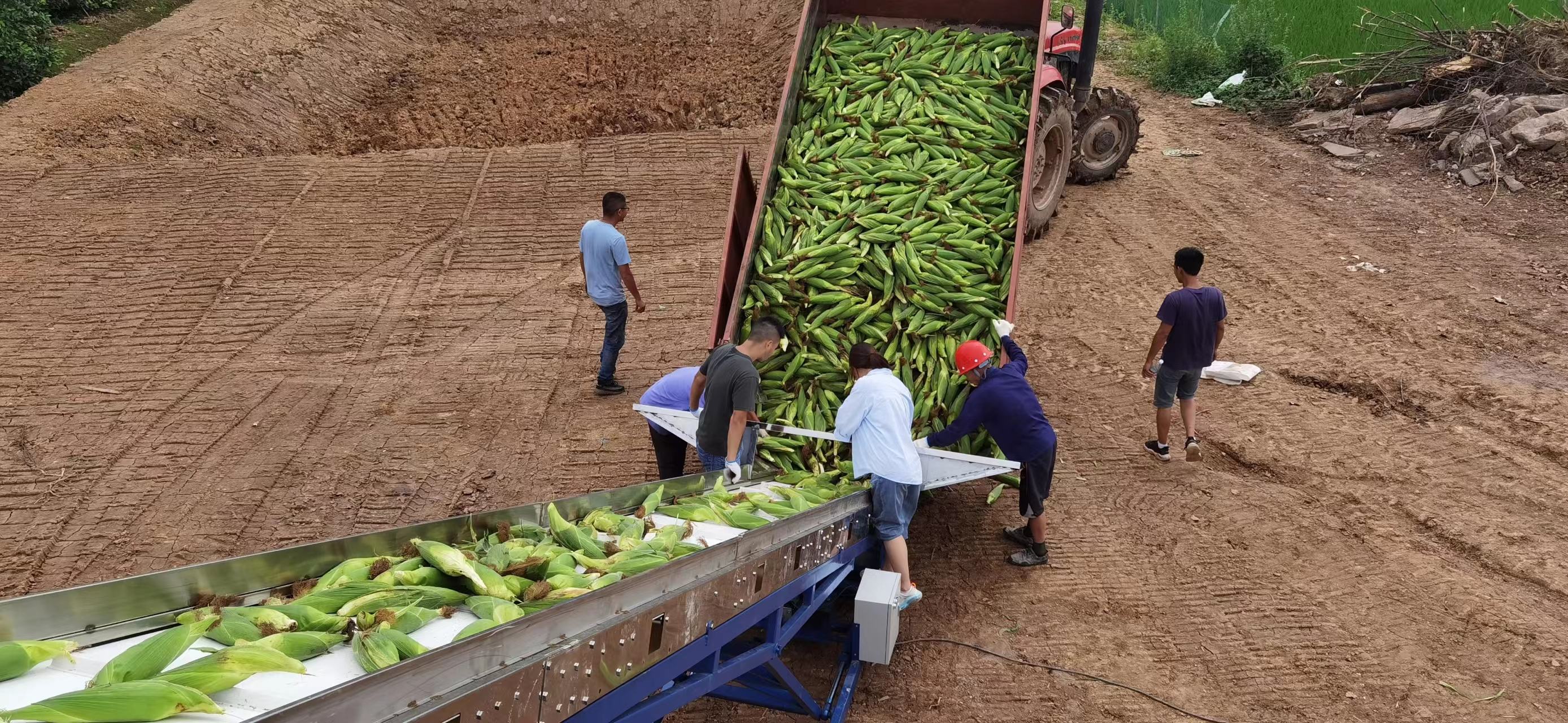 早甜玉米田间播种现场
