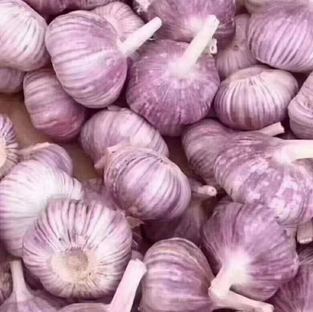 蒜种选择
