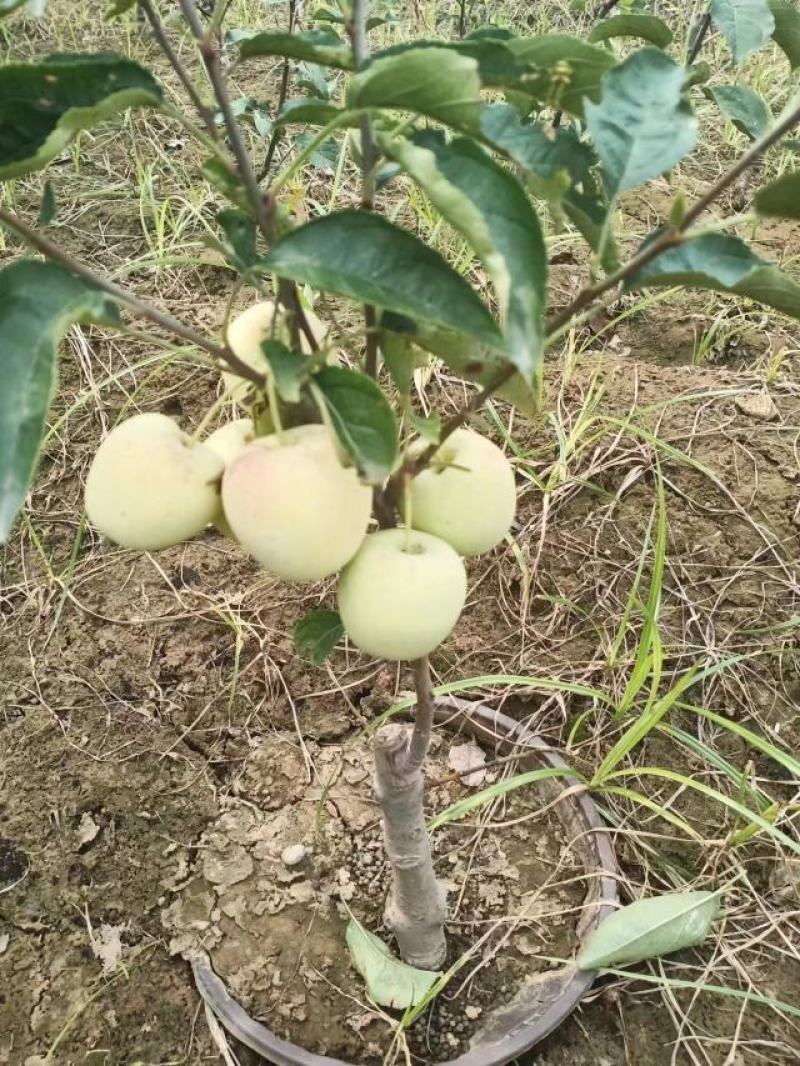 乔化苹果树苗品种纯正质量可靠无病虫害品种齐全。