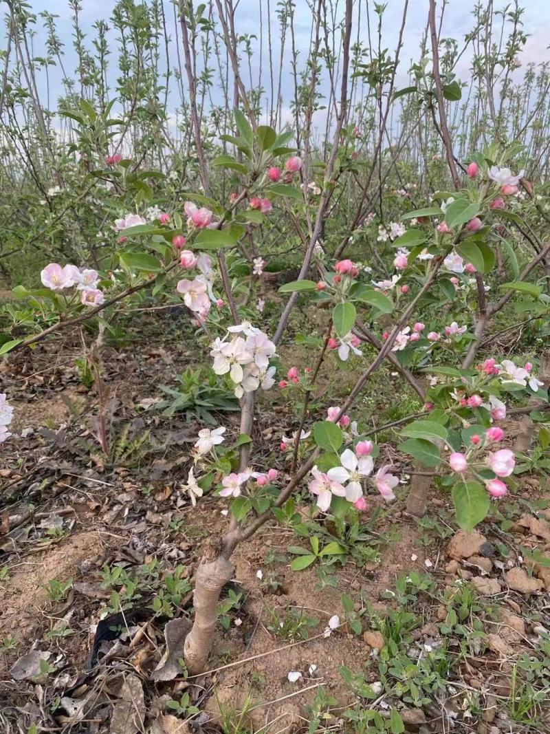 乔化苹果树苗品种纯正质量可靠无病虫害品种齐全。