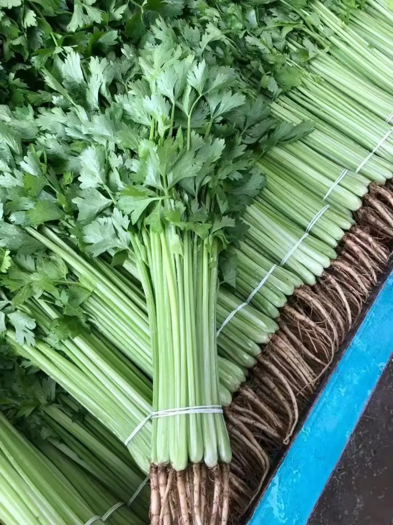 芹菜精品香芹大量上市中产地供应量大优惠来电咨询