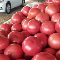 河北邢台5000亩冷棚货精品。硬粉西红柿大红西红柿