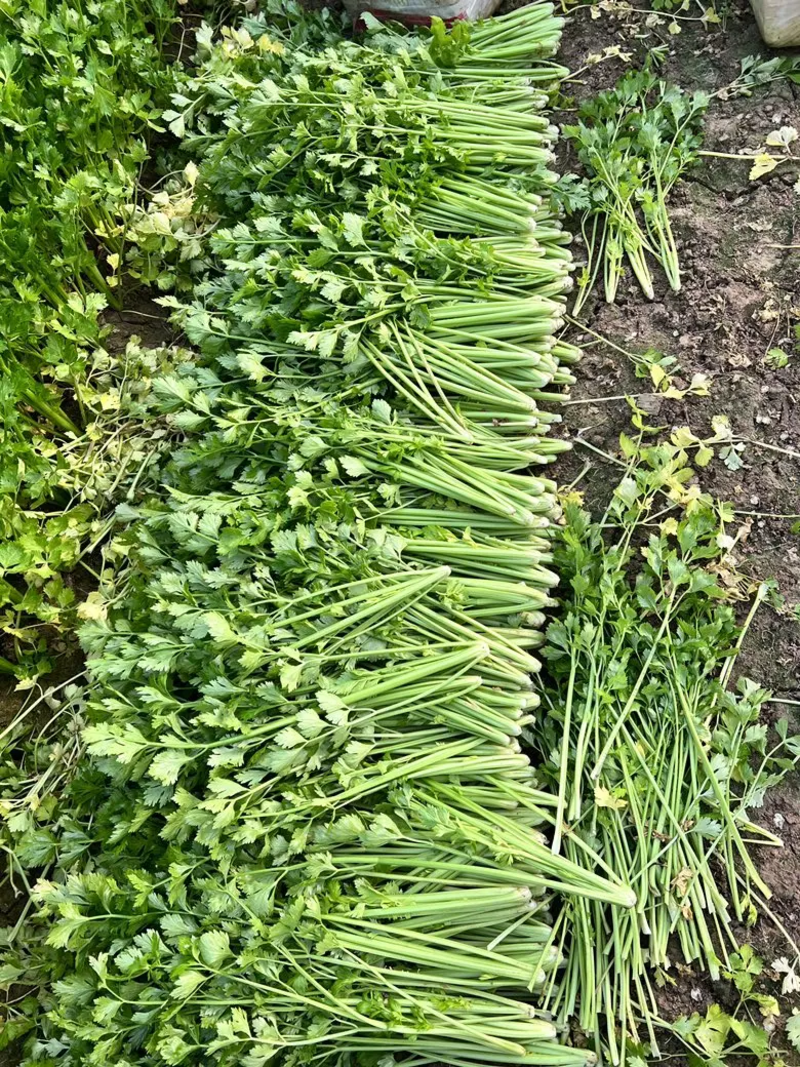 芹菜精品香芹大量上市中产地供应量大优惠来电咨询