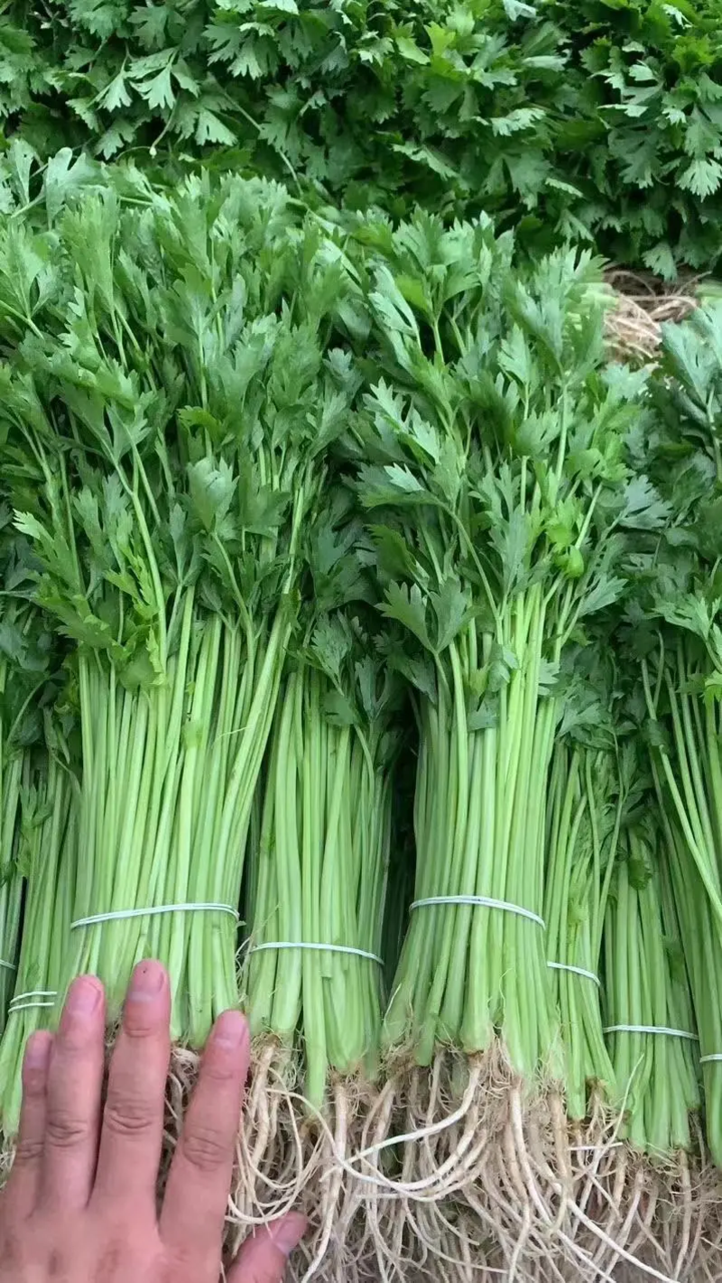 芹菜精品香芹大量上市中产地供应量大优惠来电咨询