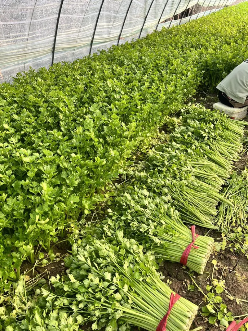 精品芹菜大量供应视频看货一手货源量大从优欢迎来