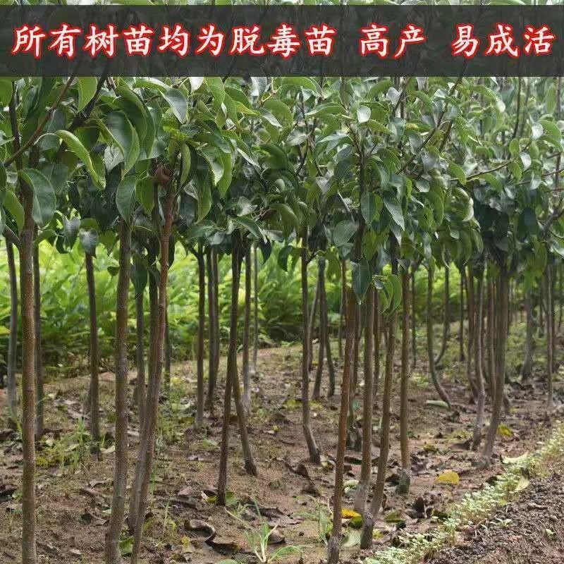 新品种麻子梨树苗军太婆梨树苗嫁接苗好成活南方北方种植当年