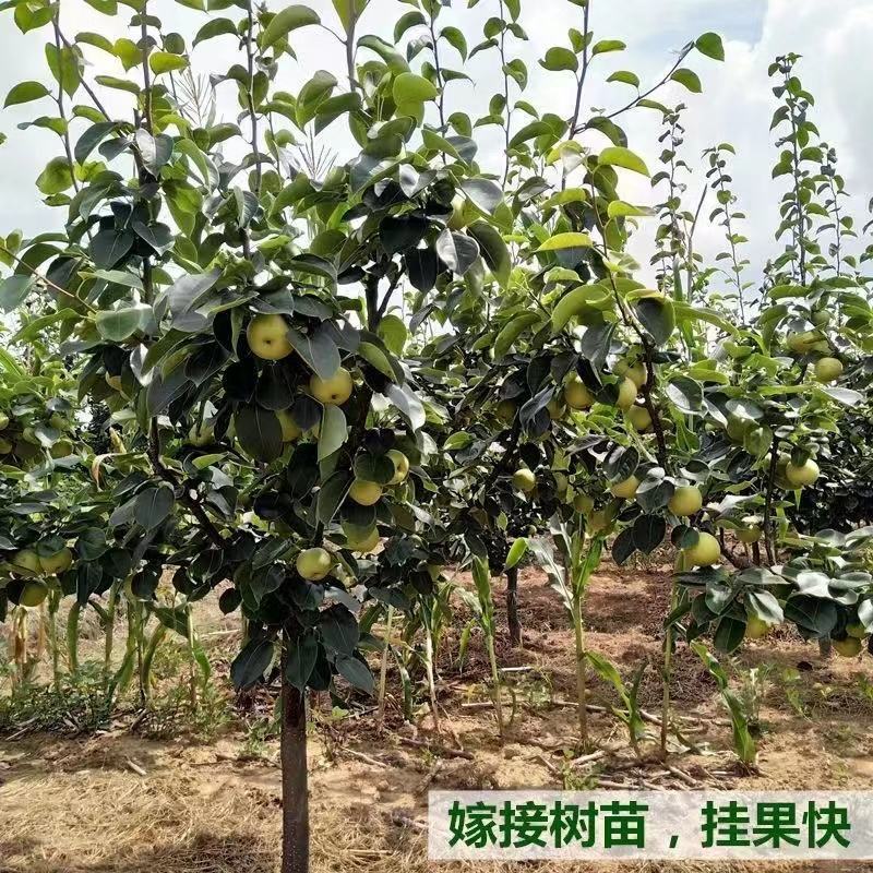 新品种麻子梨树苗军太婆梨树苗嫁接苗好成活南方北方种植当年