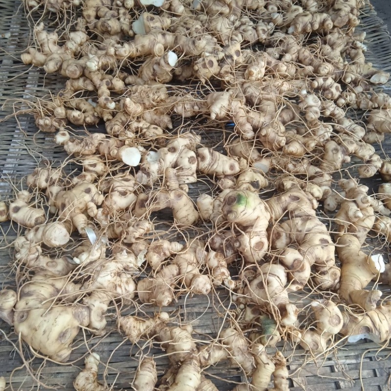 黄精干货干片足干无硫自然晒干质量保证欢迎来电咨询