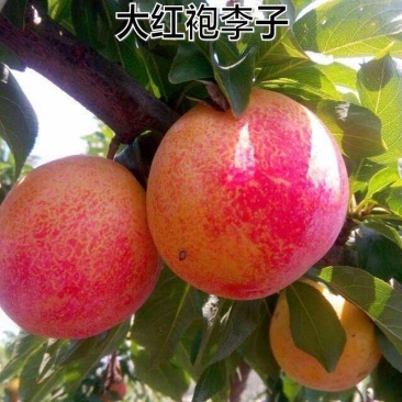 新品种果树苗李子树苗特果大红袍李子苗嫁接苗南北方种植当年