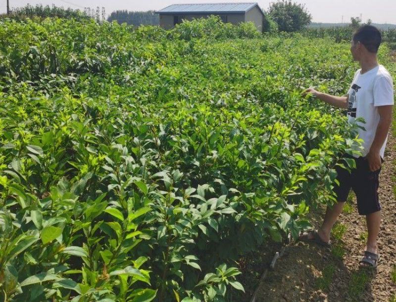 新品种果树苗李子树苗特果大红袍李子苗嫁接苗南北方种植当年
