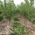 新品种果树苗李子树苗特果大红袍李子苗嫁接苗南北方种植当年