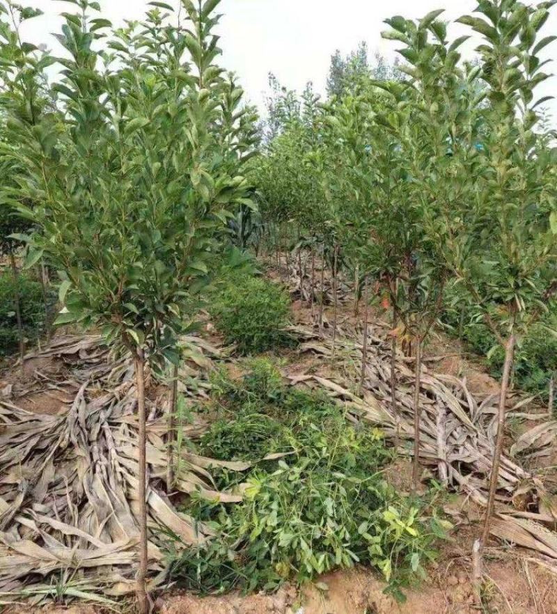 新品种果树苗李子树苗特果大红袍李子苗嫁接苗南北方种植当年