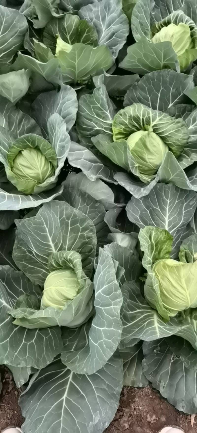 圆包菜甘蓝现摘现发货源充足新鲜直达