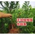新品种果树苗李子树苗特果大红袍李子苗嫁接苗南北方种植当年