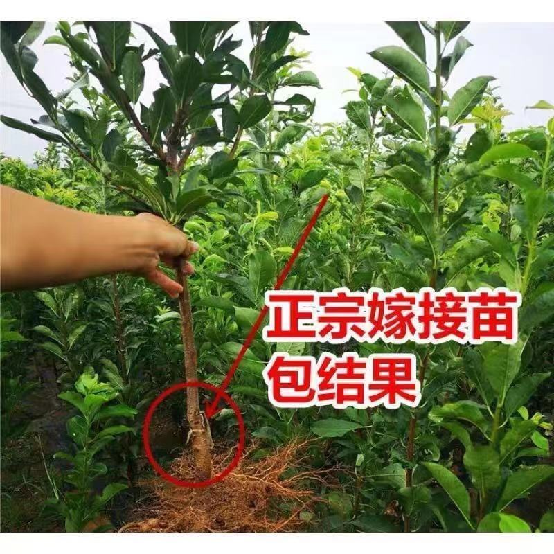 新品种果树苗李子树苗特果大红袍李子苗嫁接苗南北方种植当年