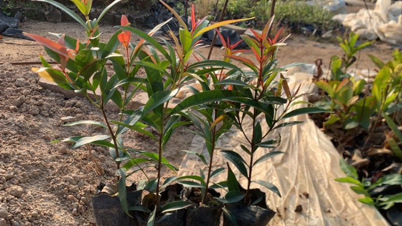 红鳞蒲桃红车基地一手货源价格优惠