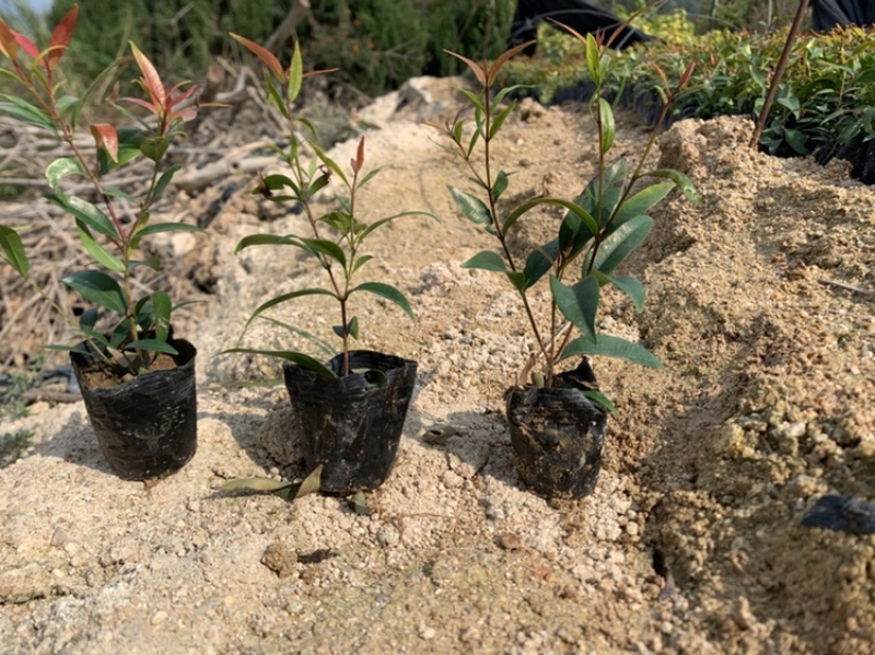 红鳞蒲桃红车基地一手货源价格优惠