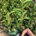 红鳞蒲桃红车基地一手货源价格优惠