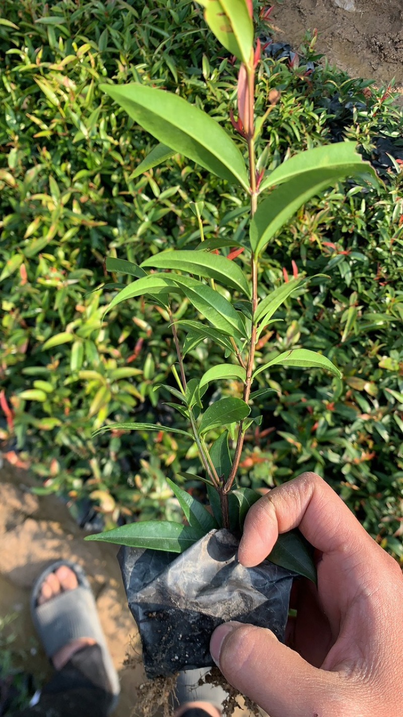 红鳞蒲桃红车基地一手货源价格优惠