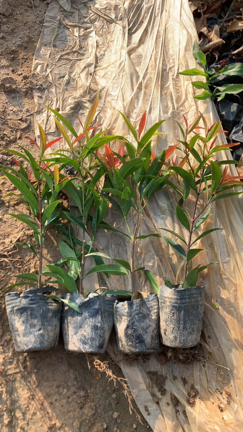 红鳞蒲桃红车基地一手货源价格优惠