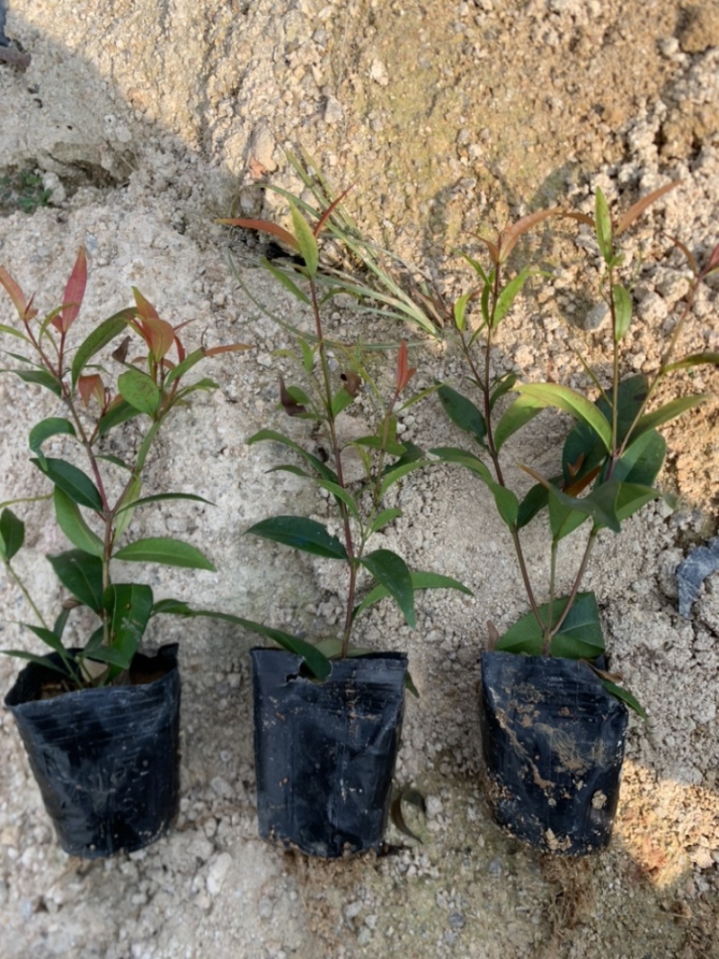 红鳞蒲桃红车基地一手货源价格优惠