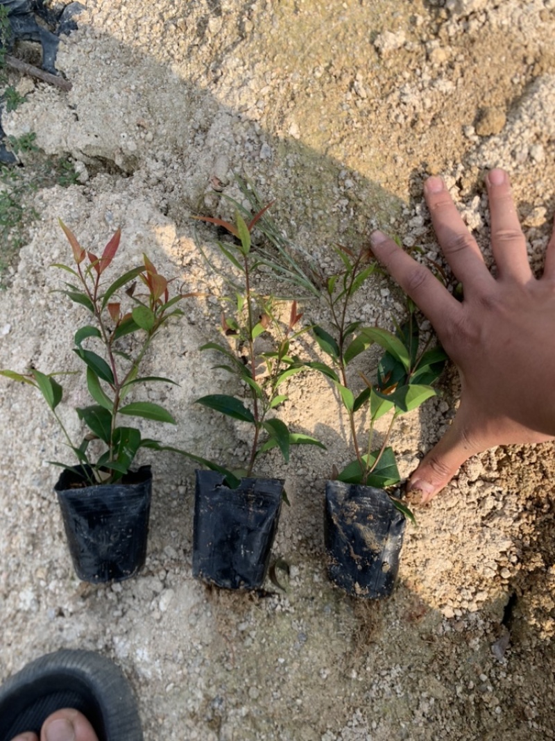红鳞蒲桃红车基地一手货源价格优惠