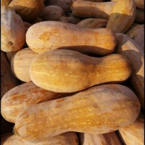 老南瓜