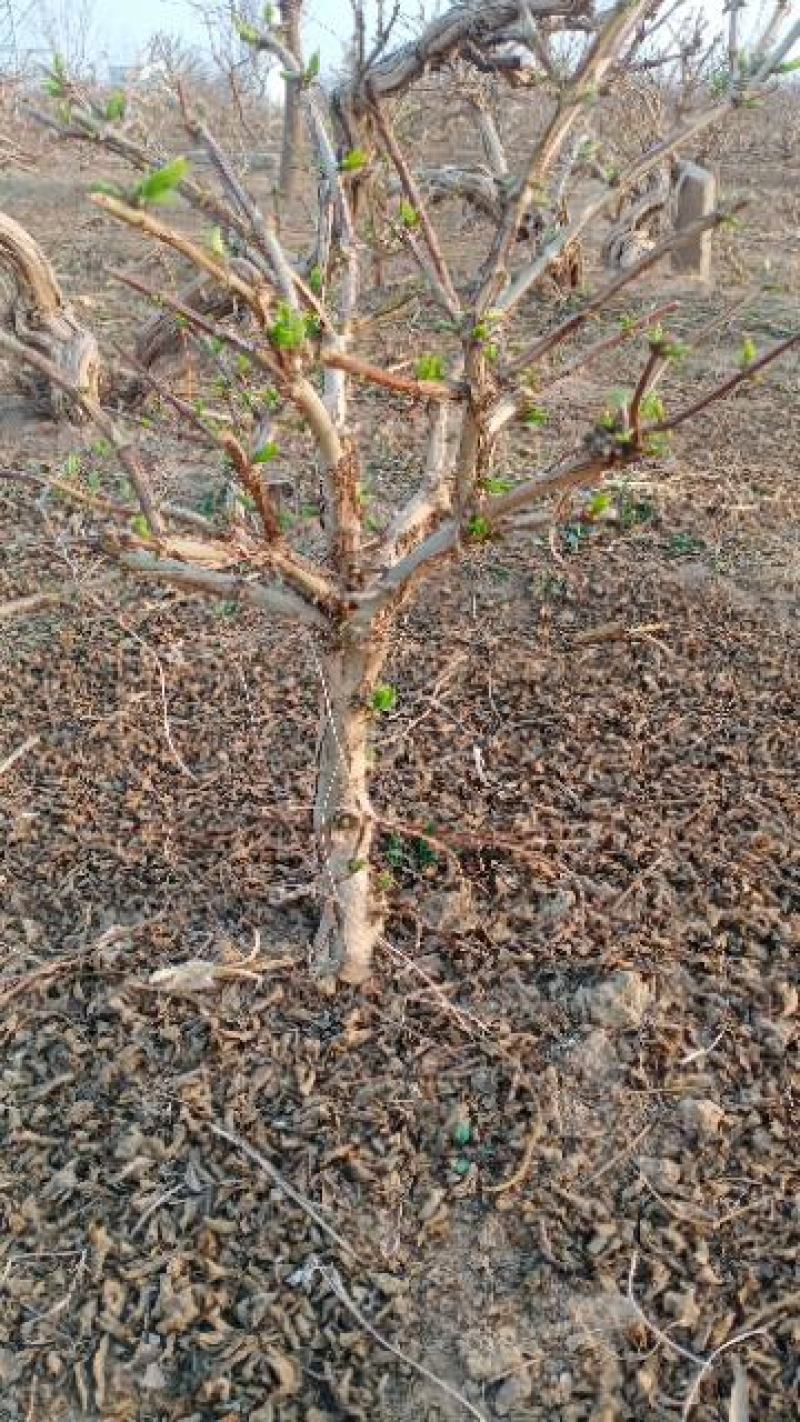 金银花盆景老桩，盆栽地栽都可以，家庭别院都适合