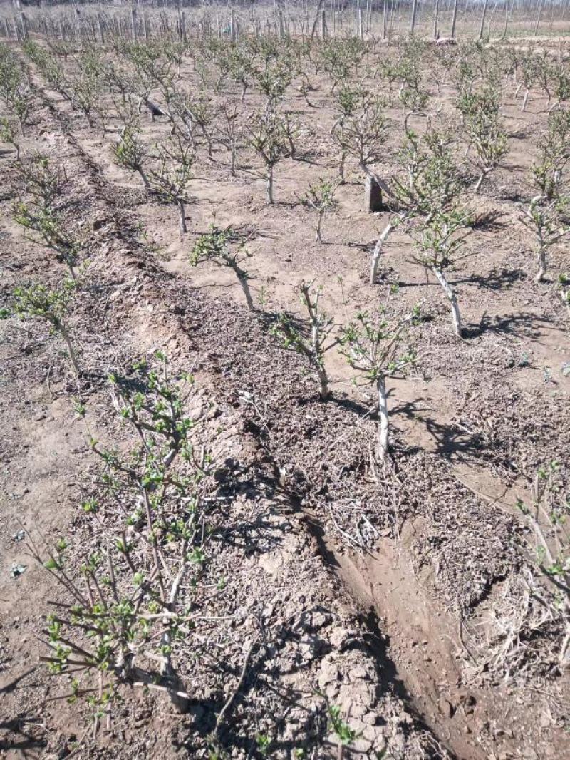 金银花盆景老桩，盆栽地栽都可以，家庭别院都适合