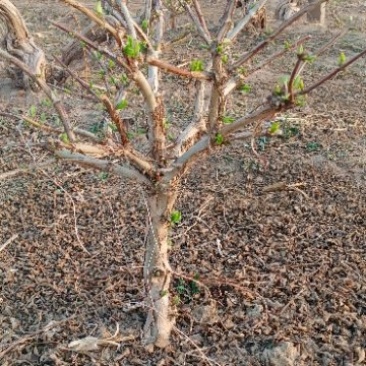 金银花盆景老桩，盆栽地栽都可以，家庭别院都适合