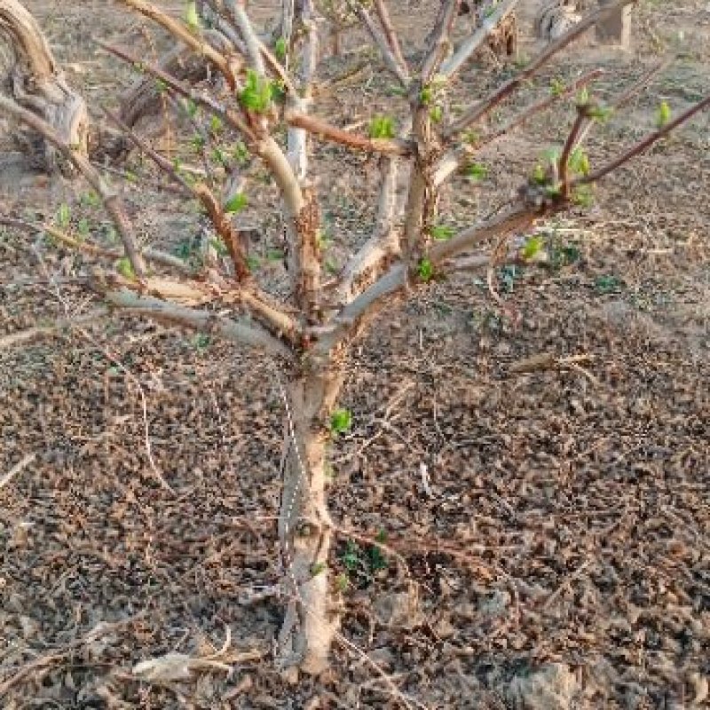 金银花盆景老桩，盆栽地栽都可以，家庭别院都适合