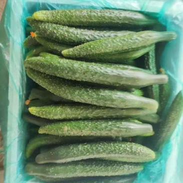黄瓜