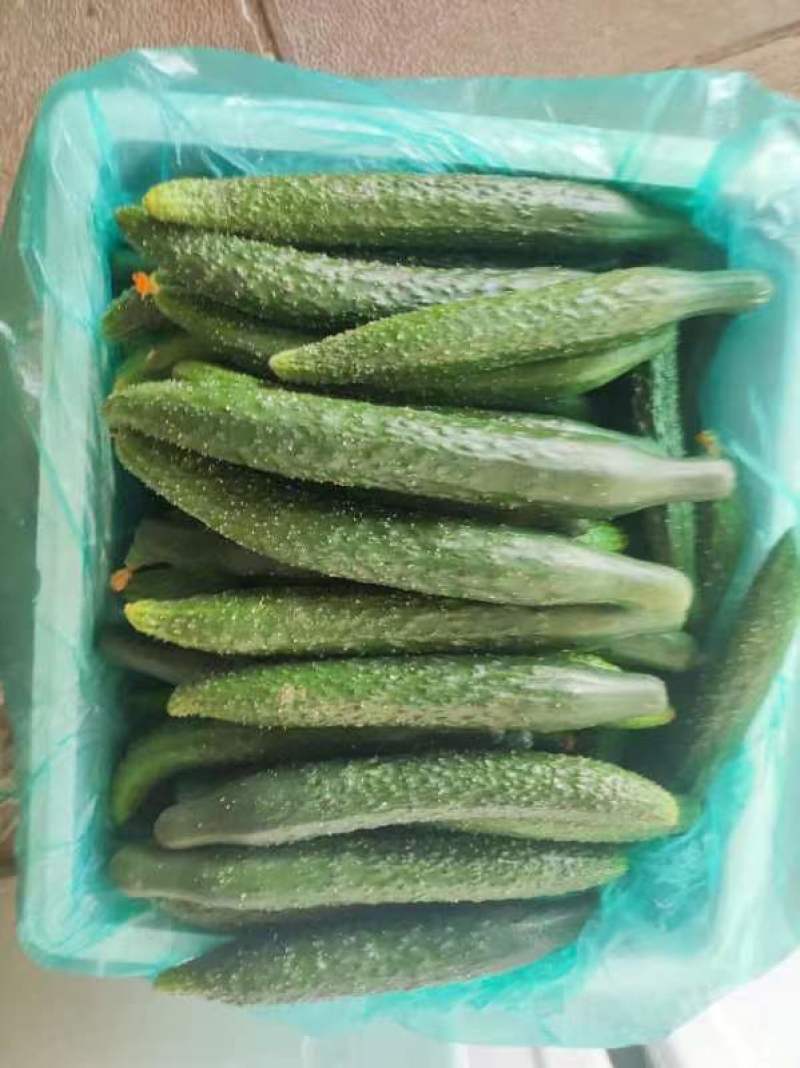 黄瓜