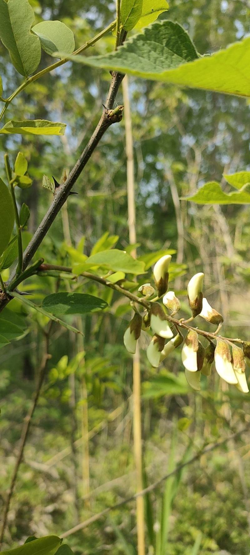 干菜之类