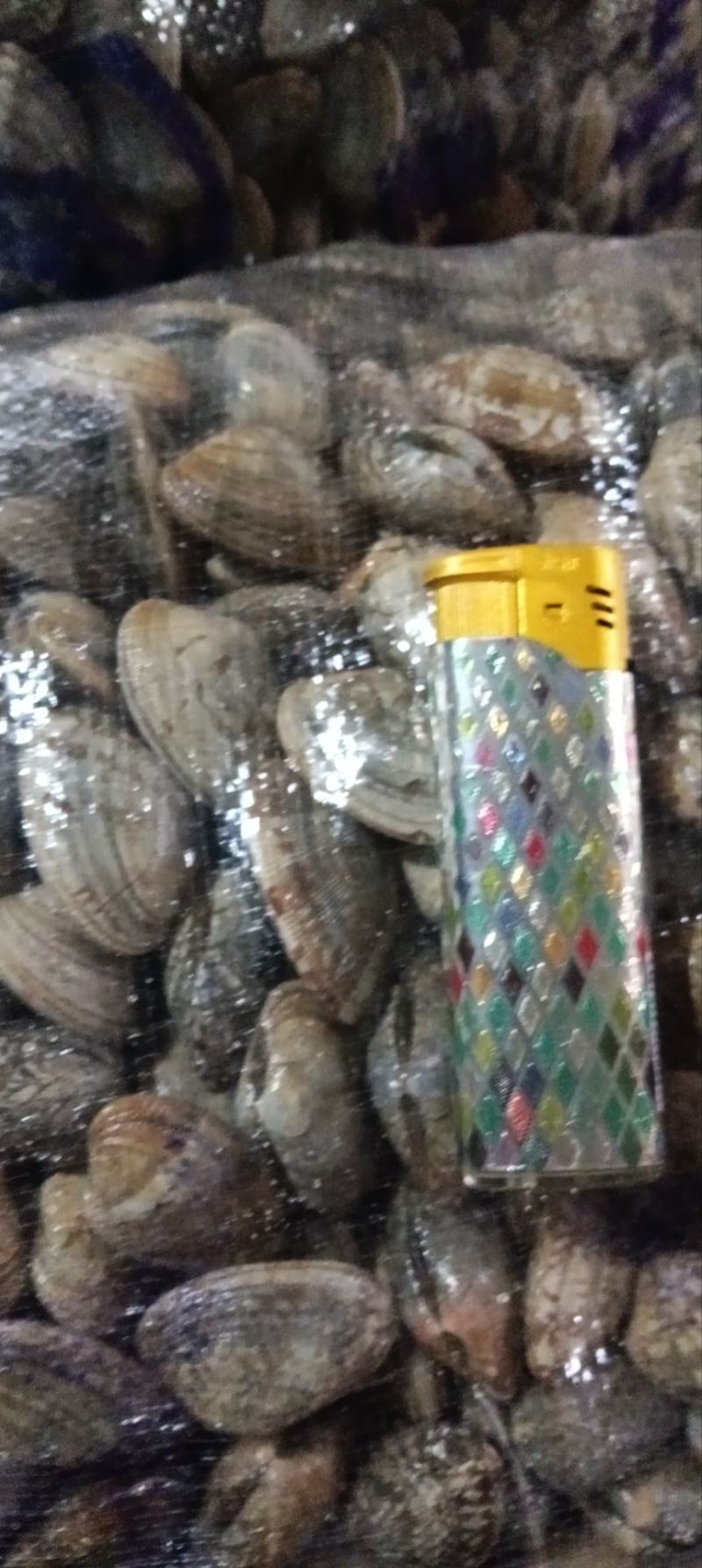 辽宁东港三禾水产精品无沙花蛤全国发货欢迎采购