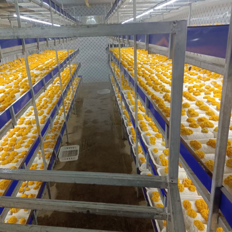 金耳菌包源头厂家直销