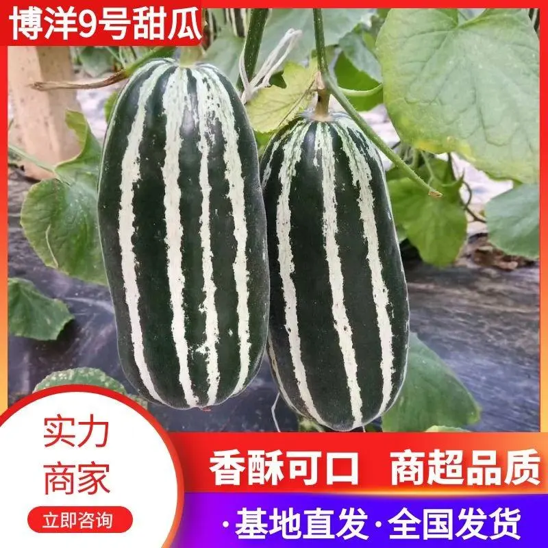 【实力商家】山东潍坊博洋9号甜瓜香酥可口供应市场商超电商