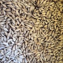哈萨克斯坦饲用大麦，二级大麦