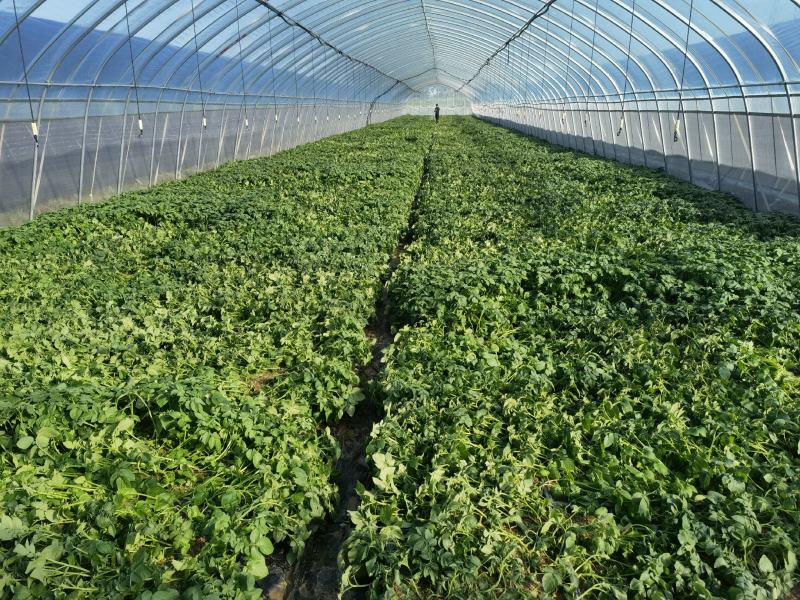 各位老板有需要微型薯的可以和我联系，雪川红，实验一，77