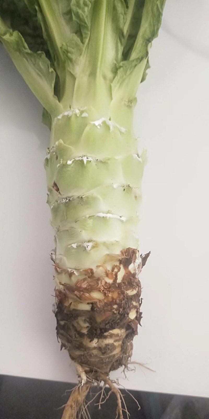 陕西汉中莴笋大量有货产地直供