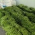 绿龙3号扁豆种子四季豆扁条架豆菜豆种籽早熟无筋豆种