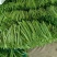 绿龙3号扁豆种子四季豆扁条架豆菜豆种籽早熟无筋豆种