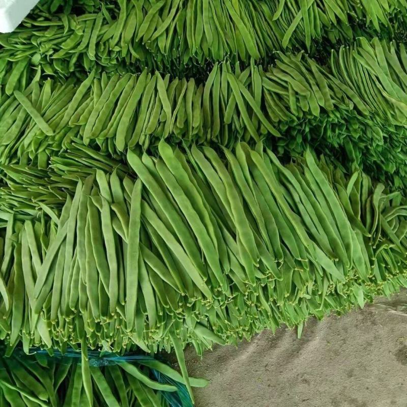 绿龙3号扁豆种子四季豆扁条架豆菜豆种籽早熟无筋豆种
